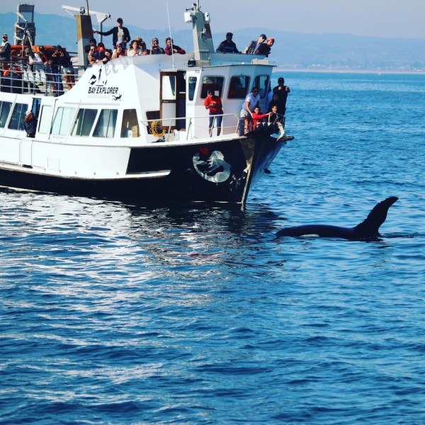 Orca Bay Explorer v2